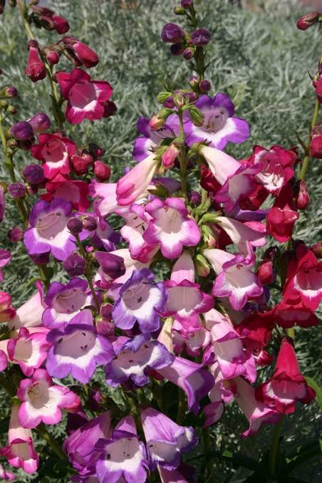 Penstemon Mix
