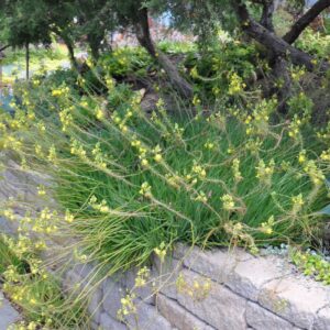 Bulbine Frutescens 'yellow' 4L