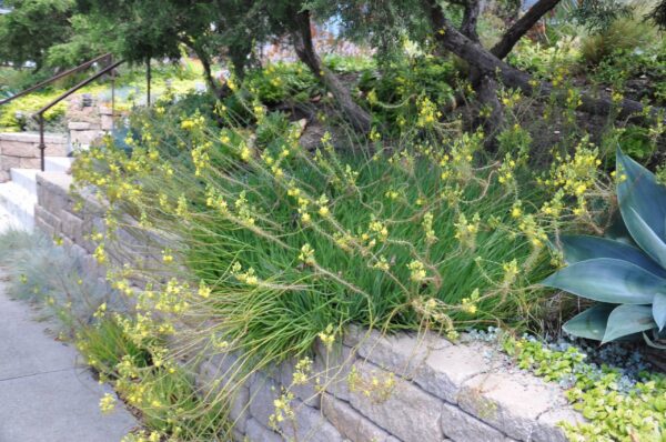 1000723384-1-scaled-1 Bulbine Frutescens 'yellow' 4L
