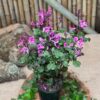 Plectranthus Magic Mona Pink 4L