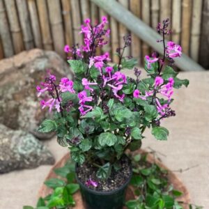 Plectranthus Magic Mona Pink 4L