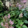 Plectranthus Ecklonii Pink 5L