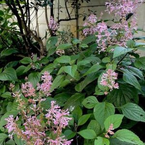 Plectranthus Ecklonii Pink 5L