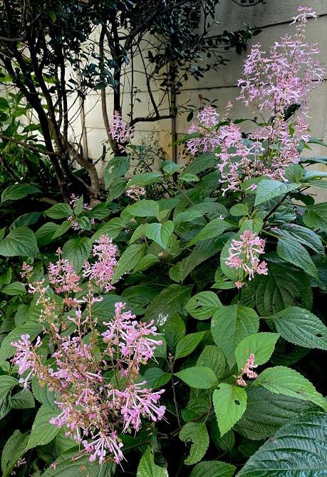 Plectranthus Ecklonii Pink 5L