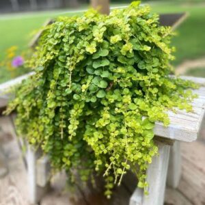 Lysimachia Nummalaria (Creeping Jenny Yellow) 4L