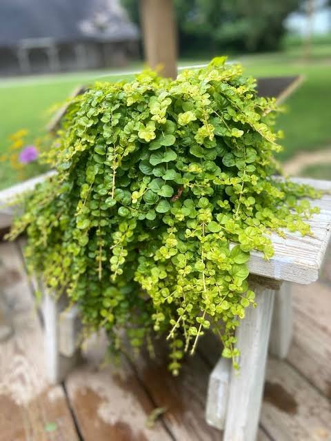 1000723395 Lysimachia Nummalaria (Creeping Jenny Yellow) 4L