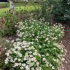 Biden Ferulifolia 'white' 4L