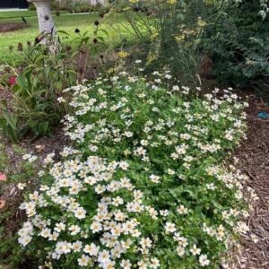 Biden Ferulifolia 'white' 4L