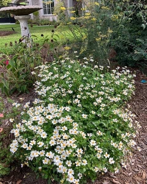 Biden Ferulifolia 'white' 4L