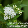Spiraea Japonica White 10L