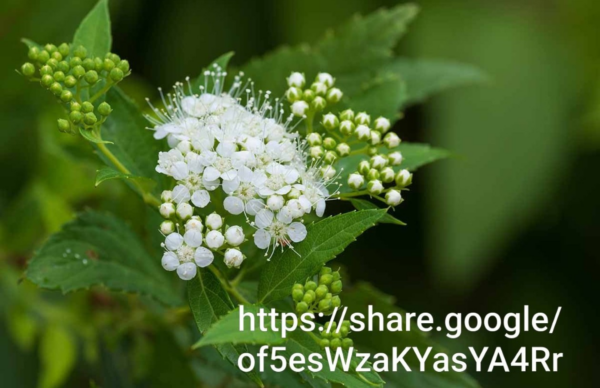 Spiraea Japonica White 10L