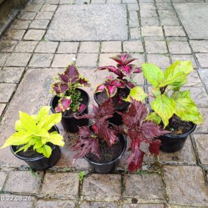 112808-scaled-1 Coleus Variety 12cm