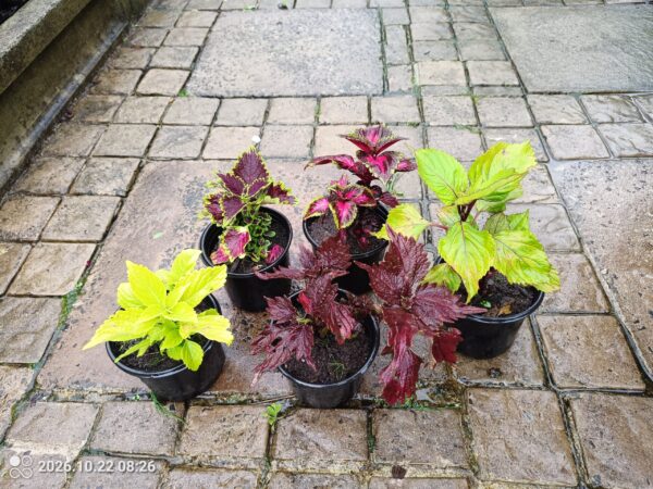 112808-scaled-1 Coleus Variety 12cm