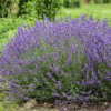 112956 Lavandula Angustifolia (English Lavender)