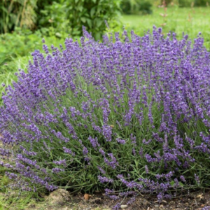Lavandula Angustifolia (English Lavender)