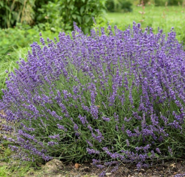 112956 Lavandula Angustifolia (English Lavender)