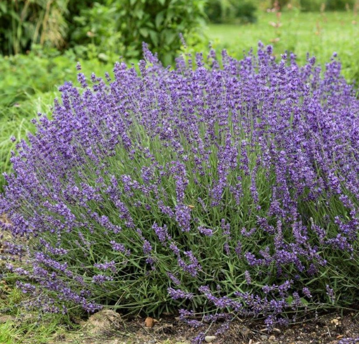 Lavandula Angustifolia (English Lavender)