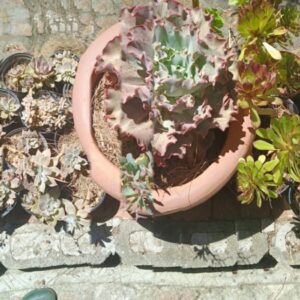 Mixed Succulents
