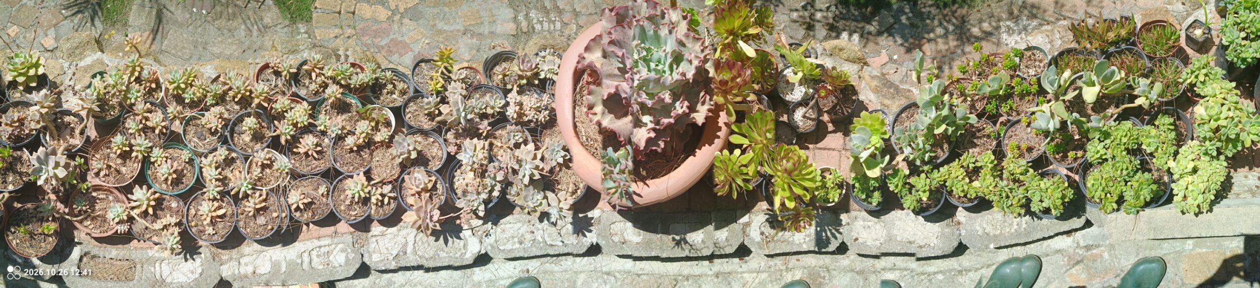 Mixed Succulents
