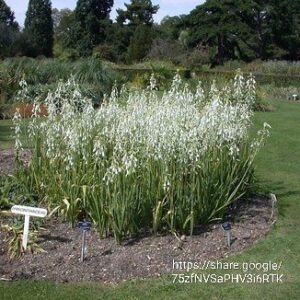 24678.jpg Ornithogalum Graminifolium Grass Leaved Star