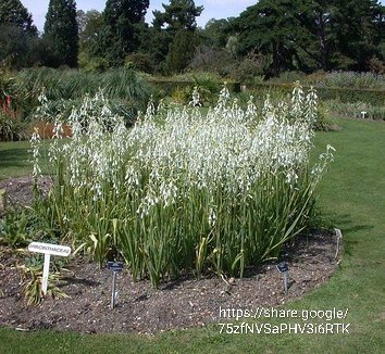 24678.jpg Ornithogalum Graminifolium Grass Leaved Star