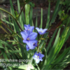 Aristea (Blue Stars)