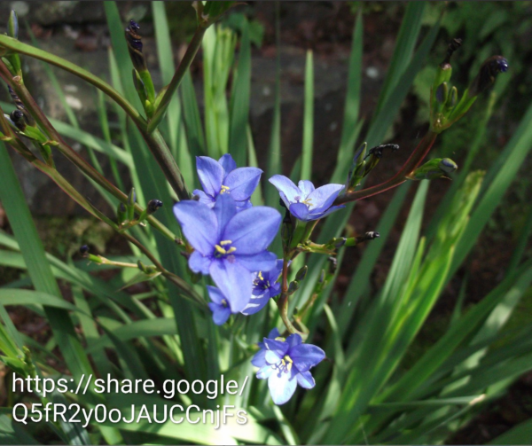 Aristea (Blue Stars)