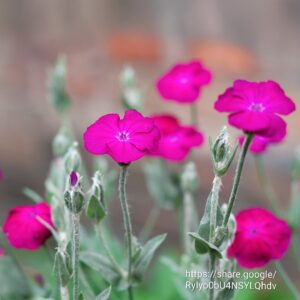 Rose Campion (Silene coronaria)