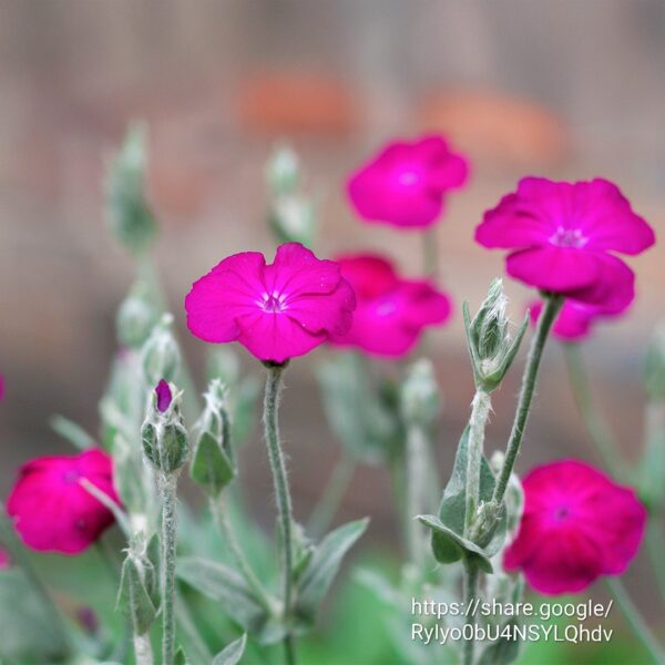 30839.jpg Rose Campion (Silene coronaria)