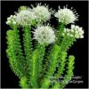 31101.jpg Agathosma apiculata 'Garlic Buchu