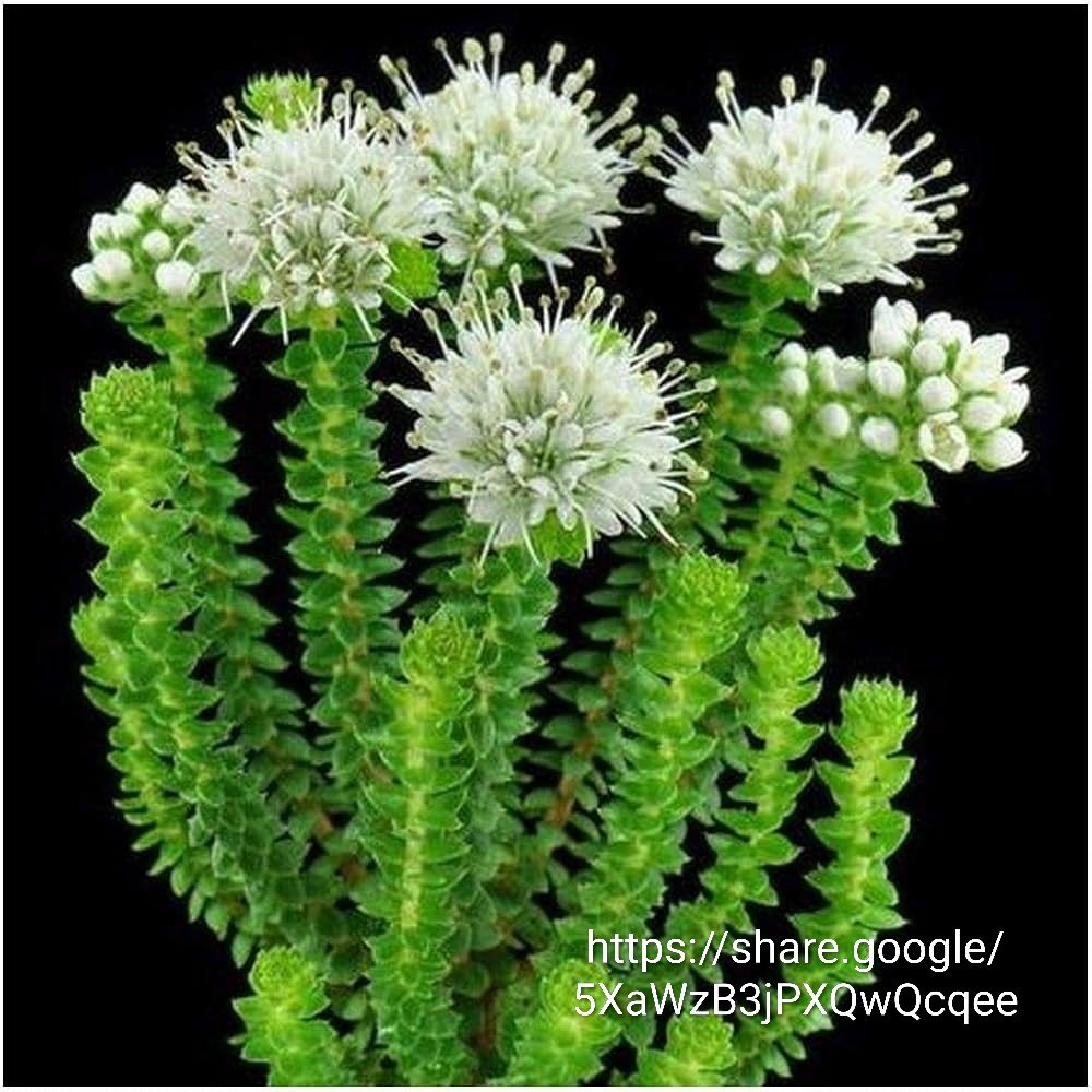 Agathosma apiculata ‘Garlic Buchu