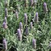 33233.jpg Lavendula Dentata French Lavender