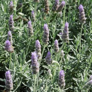 33233.jpg Lavendula Dentata French Lavender