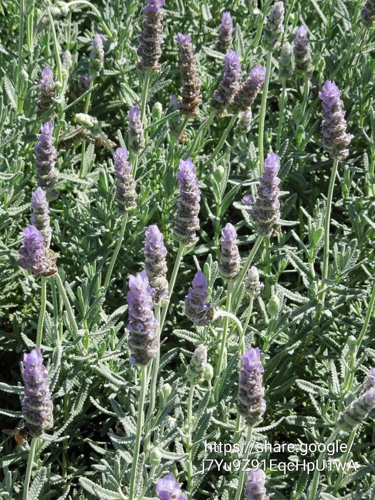 Lavendula Dentata French Lavender