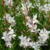 33257.png Gaura Linderheinerii White Plugs