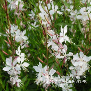 33257.png Gaura Linderheinerii White Plugs