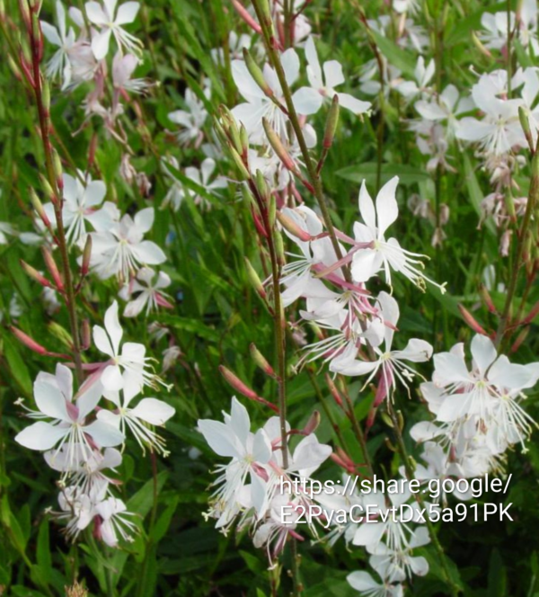 33257.png Gaura Linderheinerii White Plugs