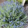 48a3241f-7d81-4fc2-92f1-aea4b446fb3a-1_all_42628.jpg Salvia Chamaedryoides