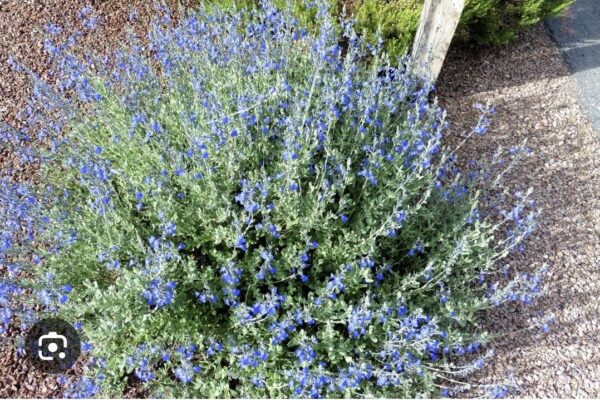 48a3241f-7d81-4fc2-92f1-aea4b446fb3a-1_all_42628.jpg Salvia Chamaedryoides
