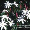 54728.jpg Jasminum multipartum 10l (Boere-jasmyn)