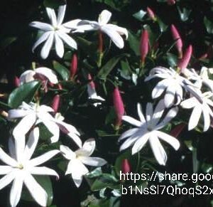 54728.jpg Jasminum multipartum 10l (Boere-jasmyn)
