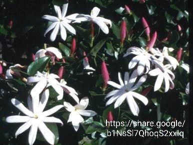 54728.jpg Jasminum multipartum 10l (Boere-jasmyn)