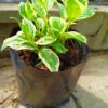 Weigelia florida Variegated 5lt