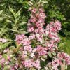 Weigelia florida Variegated 5lt
