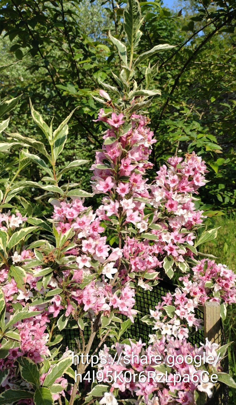 Weigelia florida Variegated 5lt