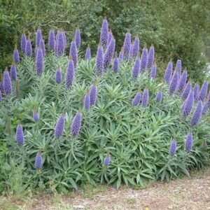 88563.jpg Echium candicans (Pride of Mandeira)