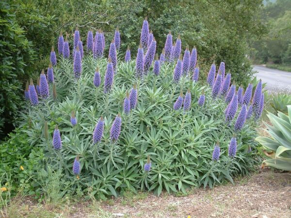 88563.jpg Echium candicans (Pride of Mandeira)