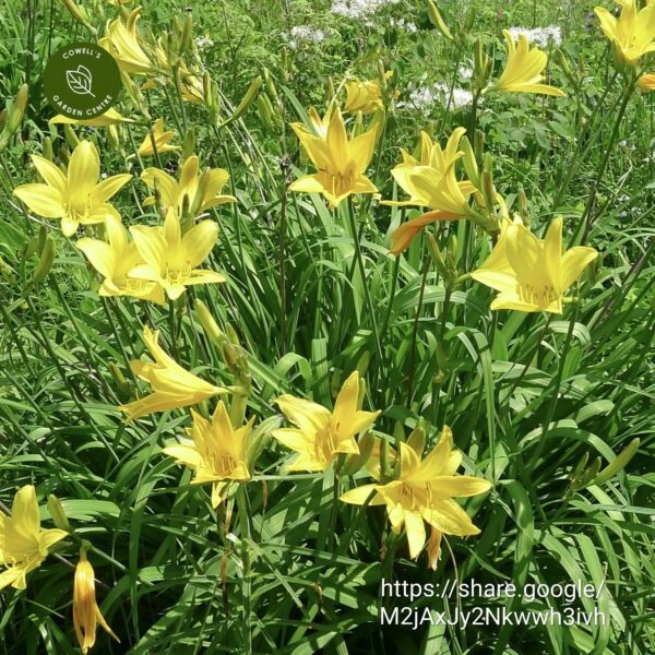 88641.jpg Hemerocallis Day Lily Small Yellow