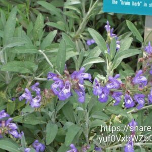 88663.jpg Salvia Officinalis (Common Sage)