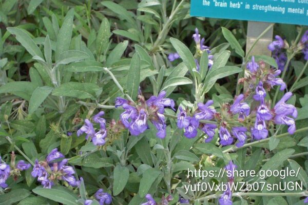 88663.jpg Salvia Officinalis (Common Sage)